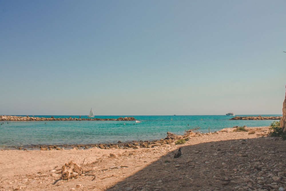 people on beach during daytime