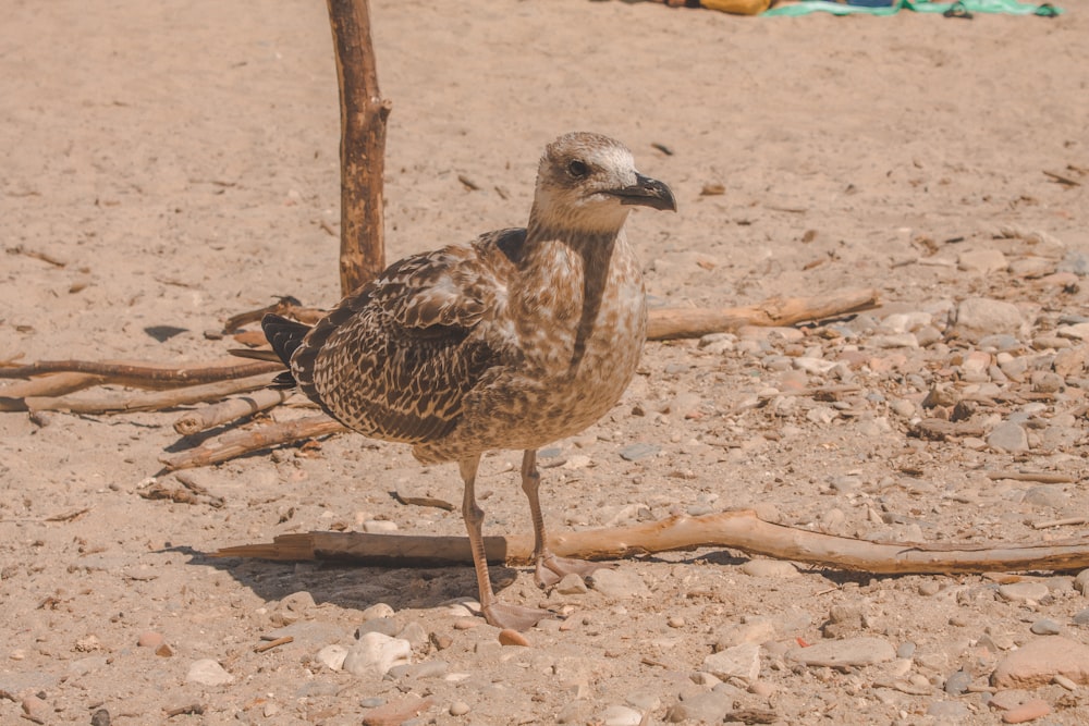 brown and white bird on brown wooden stick during daytime