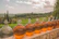 Large glass carboys filled with amber liquid are lined up on a stone ledge. In the background, there is a lush green vineyard with rows of grapevines stretching into the distance. The landscape is surrounded by tall trees and rolling hills under a partly cloudy sky.