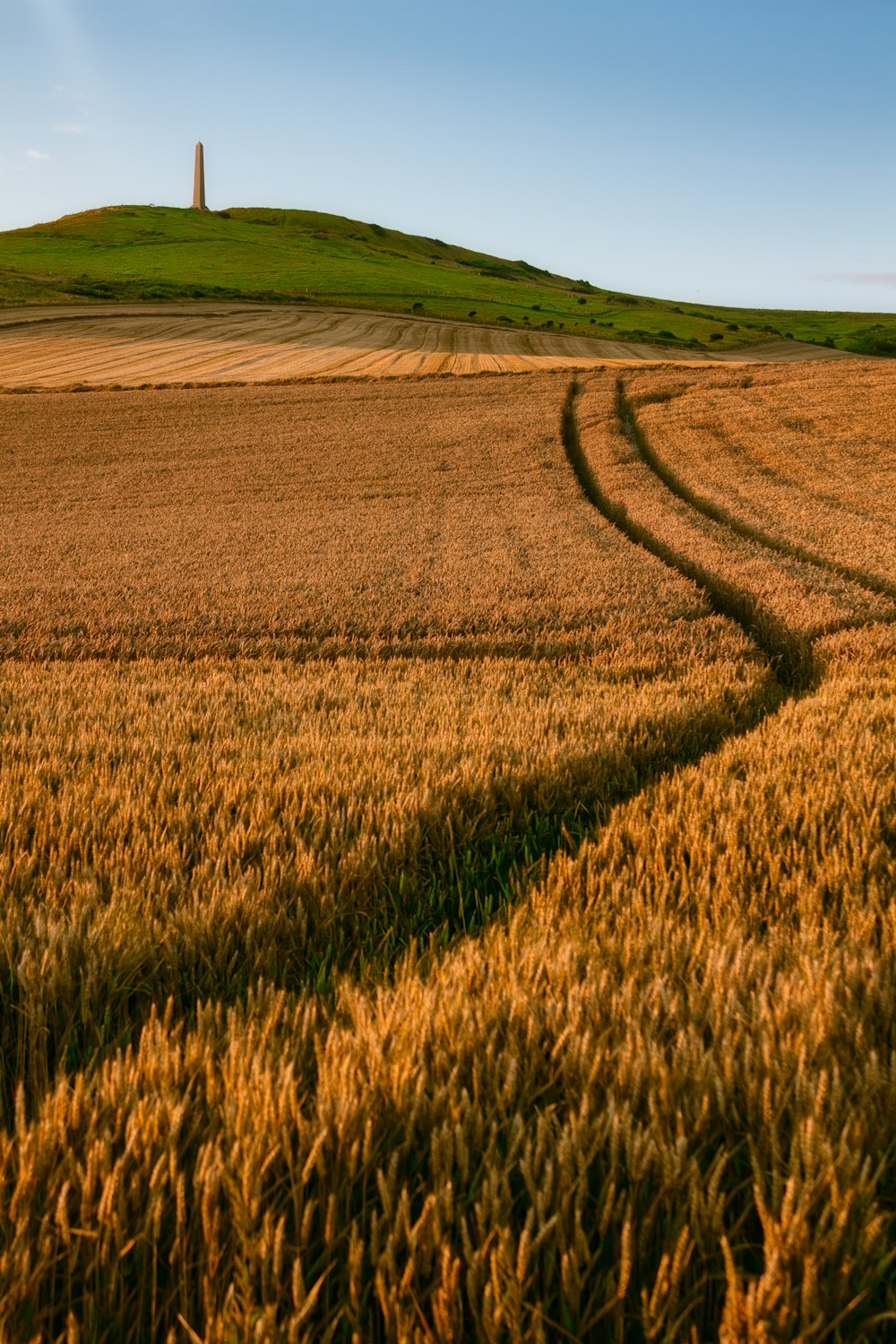 brown field under sunny sky