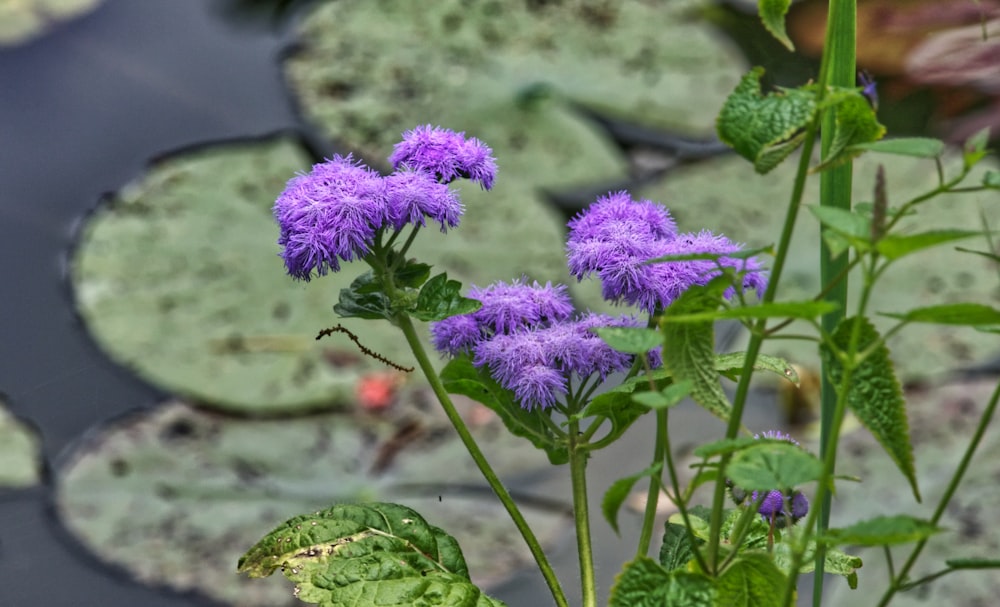 purple flower in tilt shift lens