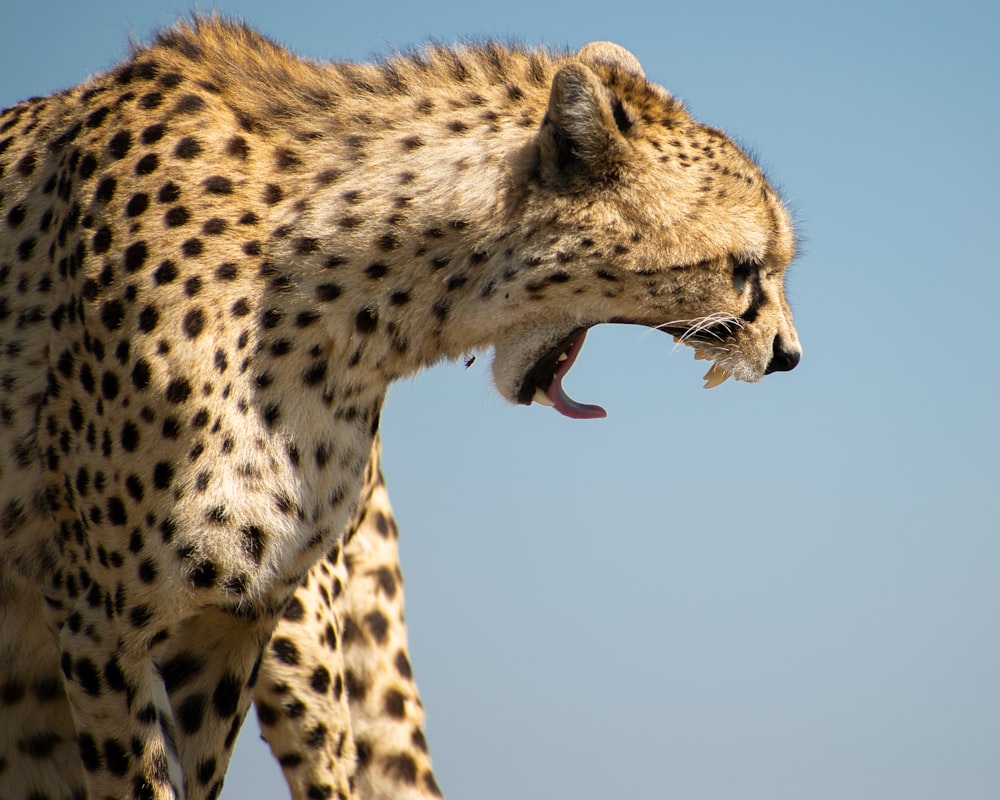 cheetah under blue sky during daytime