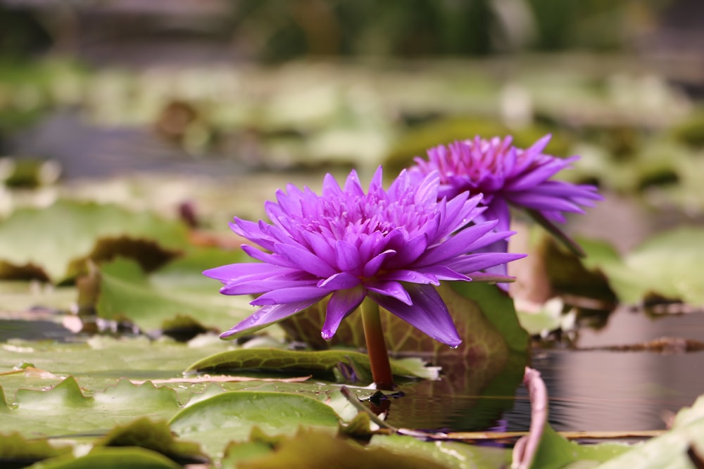 purple flower on water during daytime
