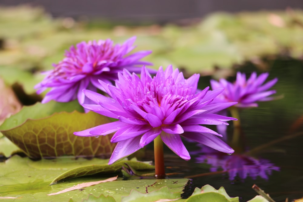 purple flower on green leaf