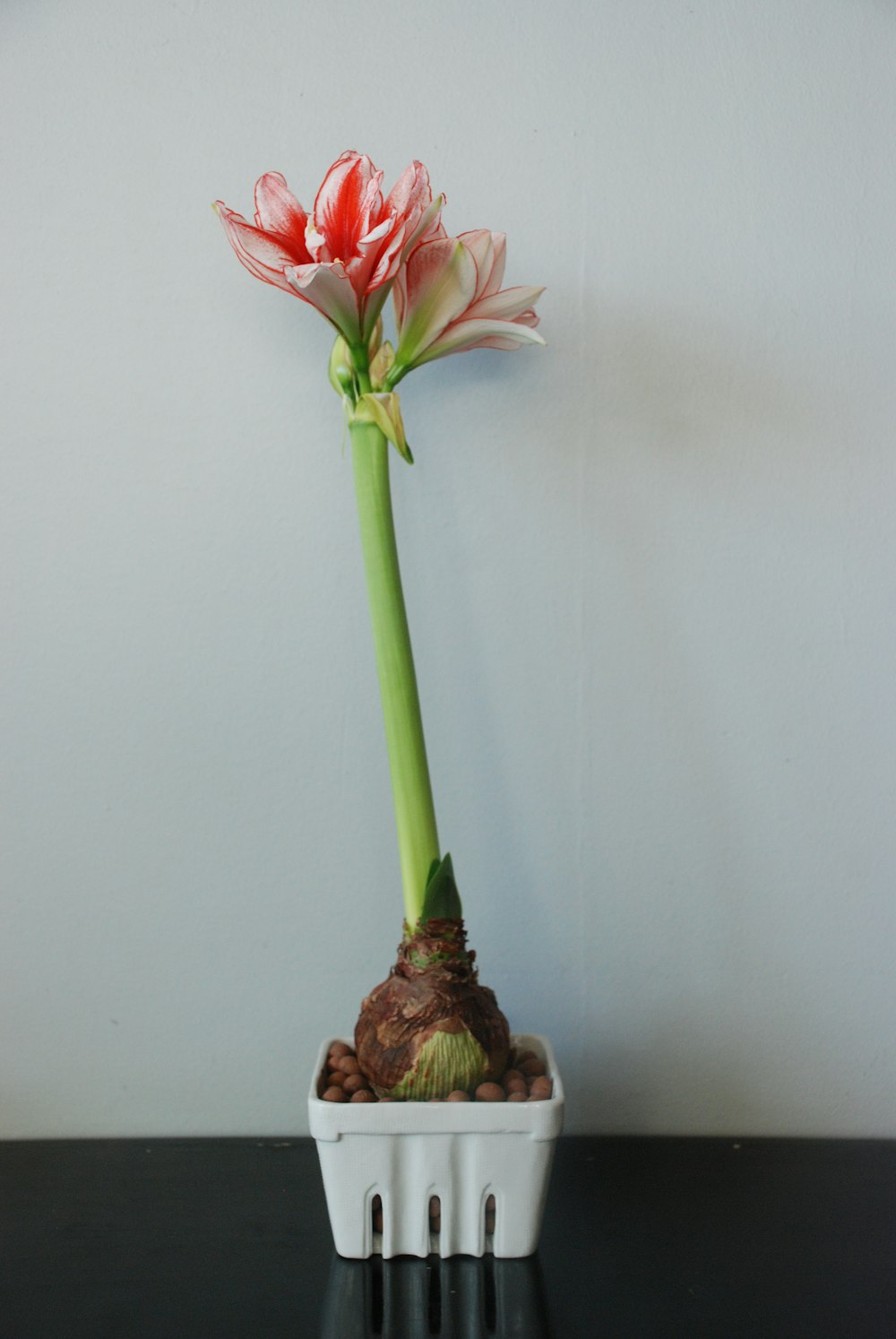 red and white flower on brown wooden table