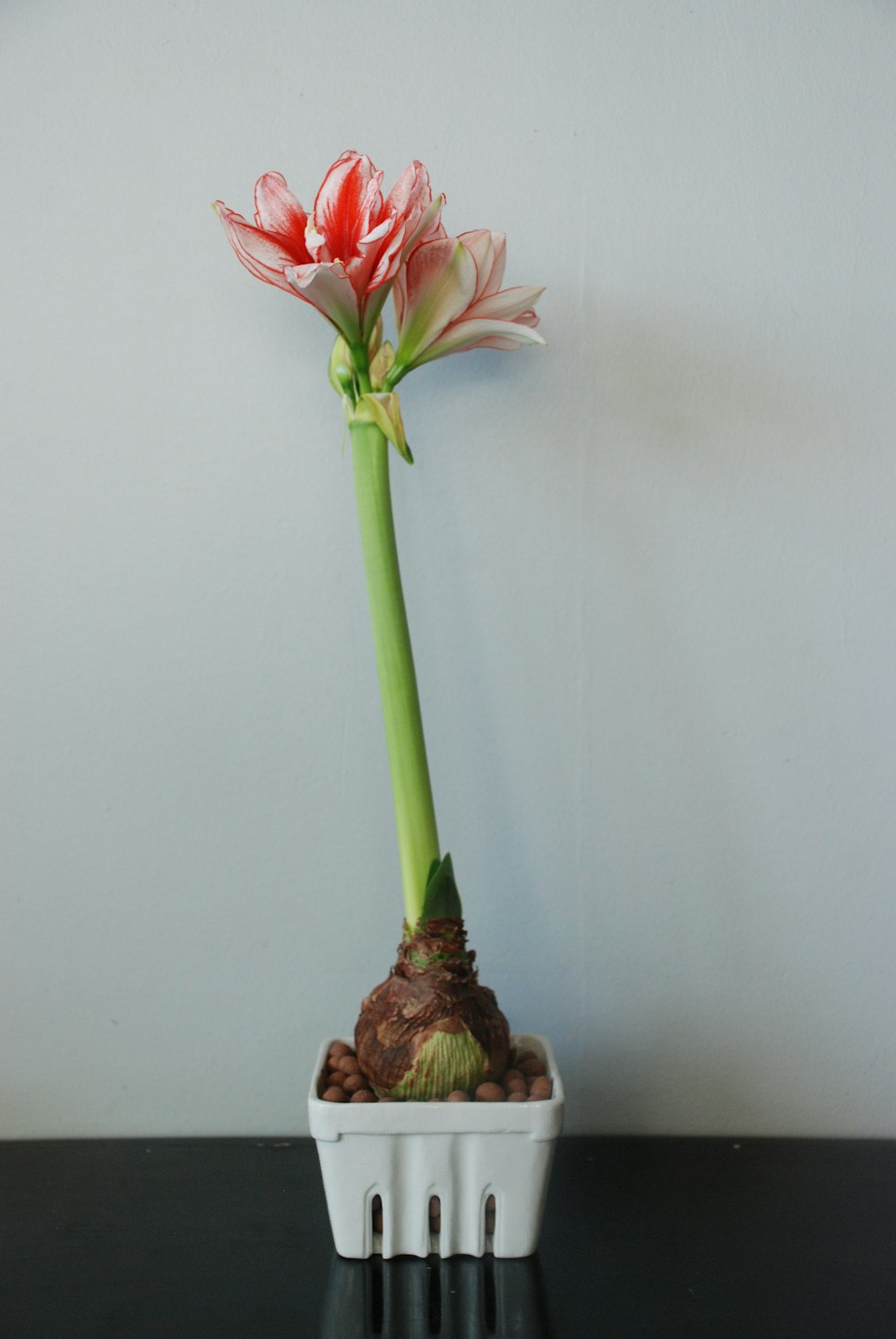 fleur rouge et blanche sur table en bois marron