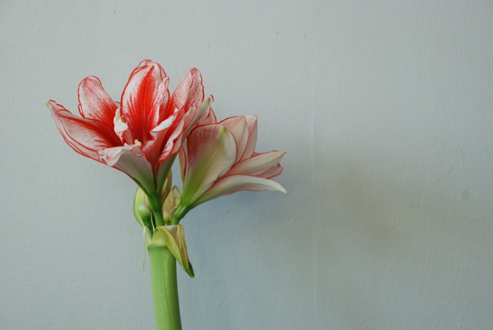 red flower with green stem