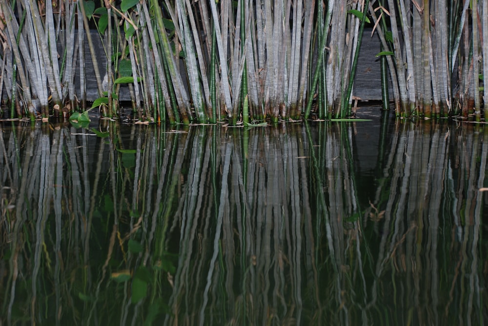 green grass on body of water