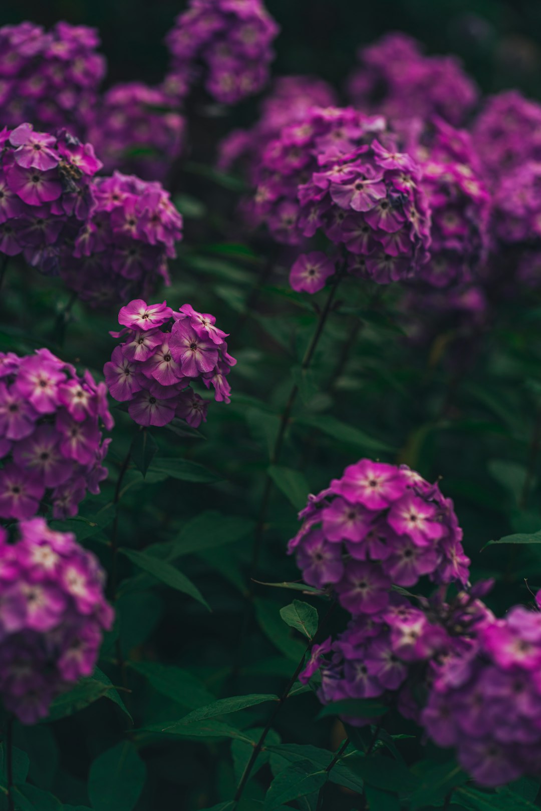 purple flowers in tilt shift lens