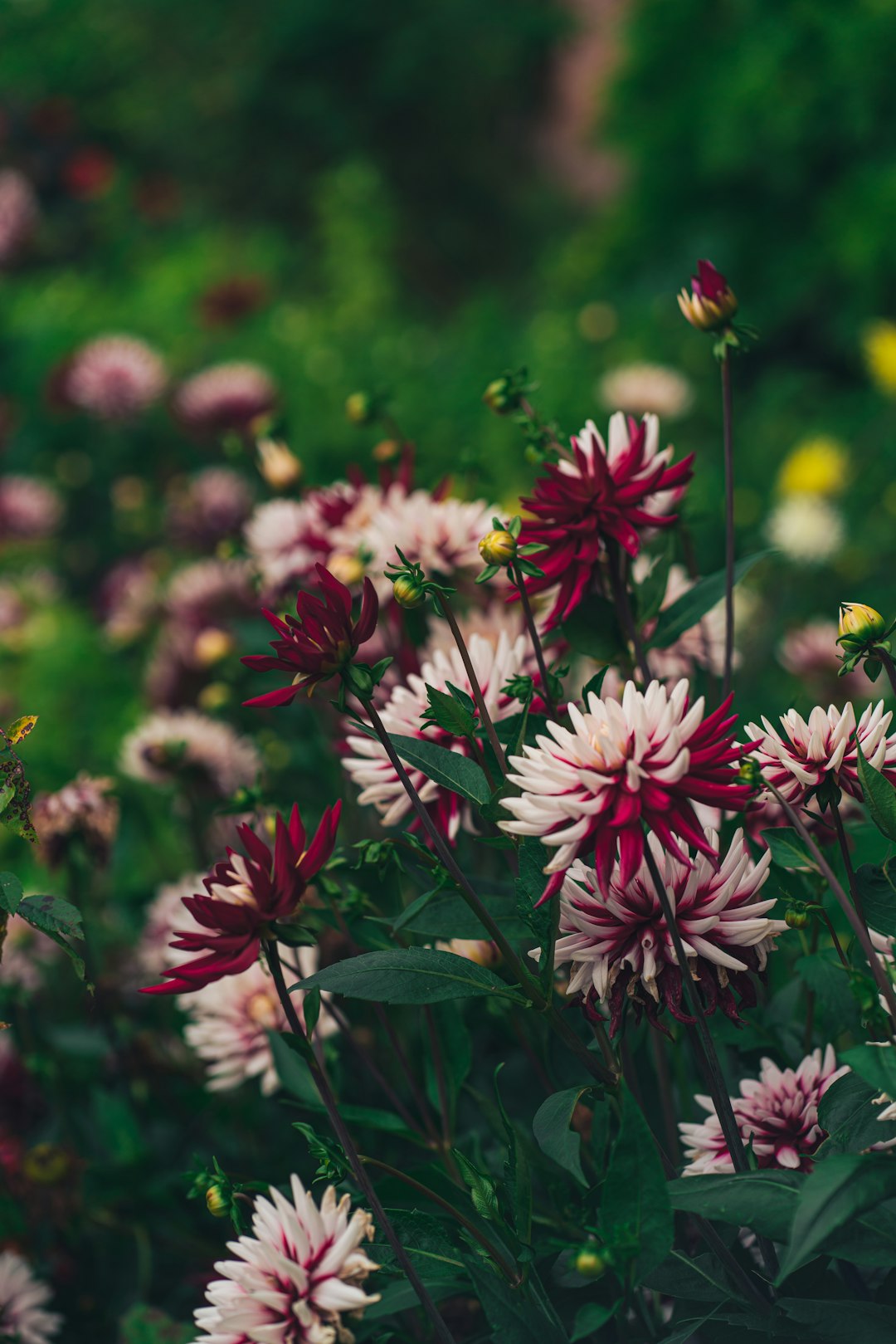 white and pink flowers in tilt shift lens