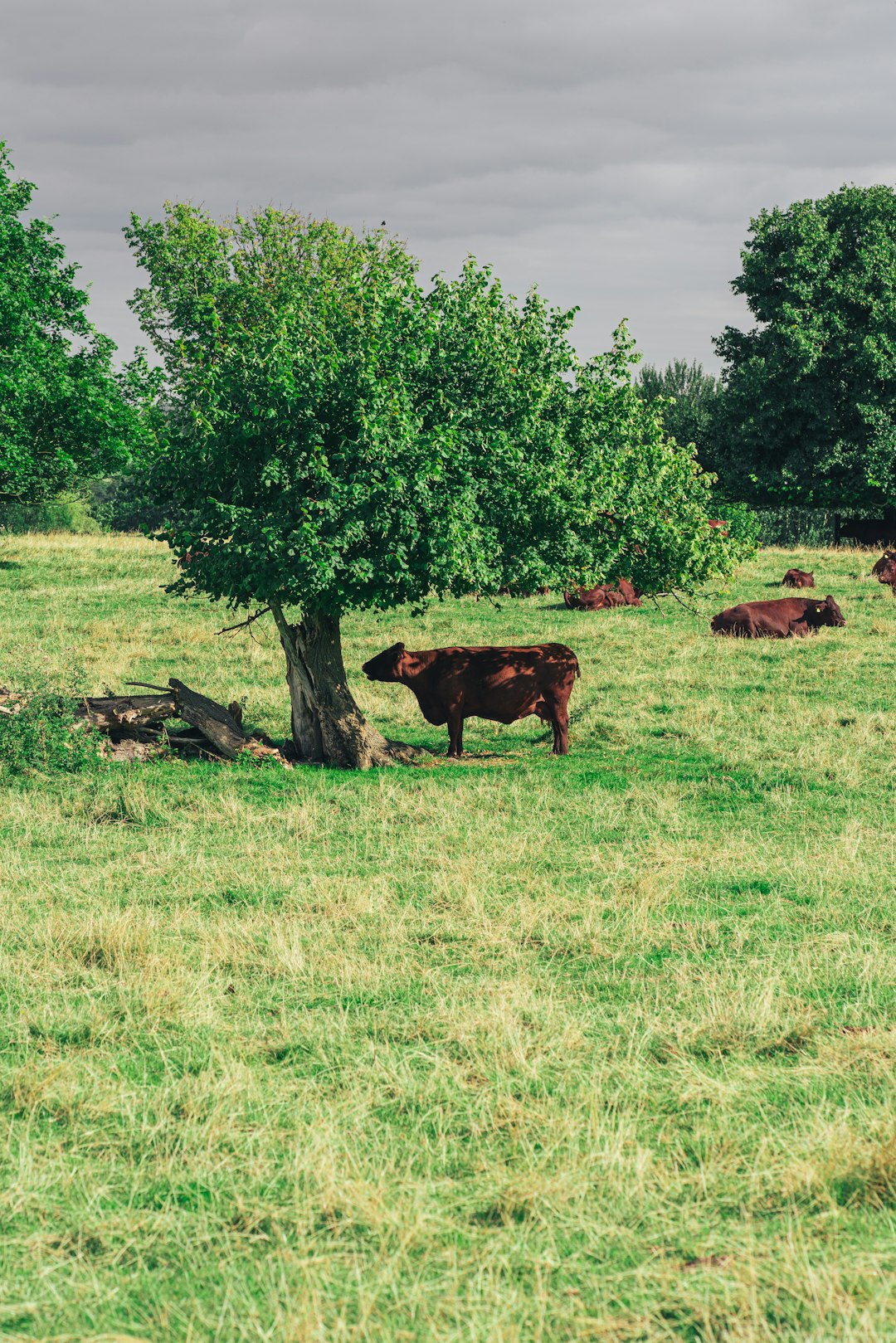 brown cow on green grass field during daytime