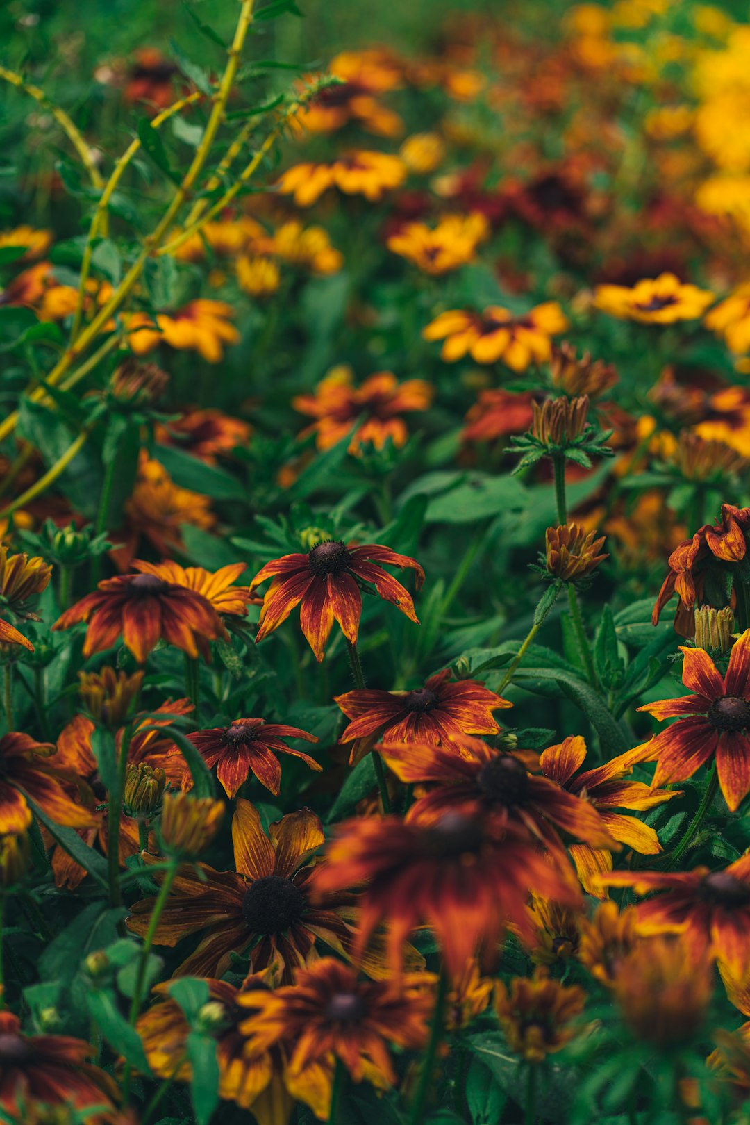 yellow and brown flowers in tilt shift lens