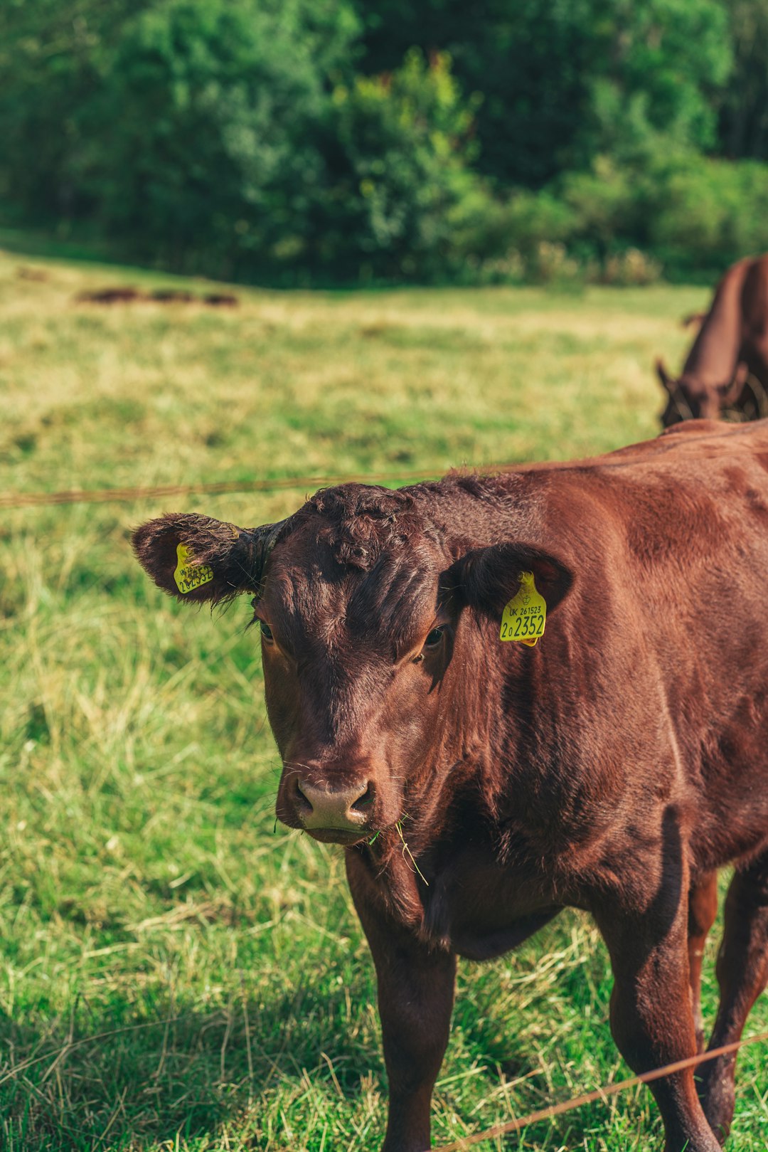 brown cow on green grass field during daytime