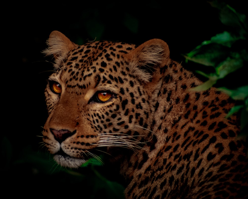 Leopardo marrón y negro en fotografía de primer plano