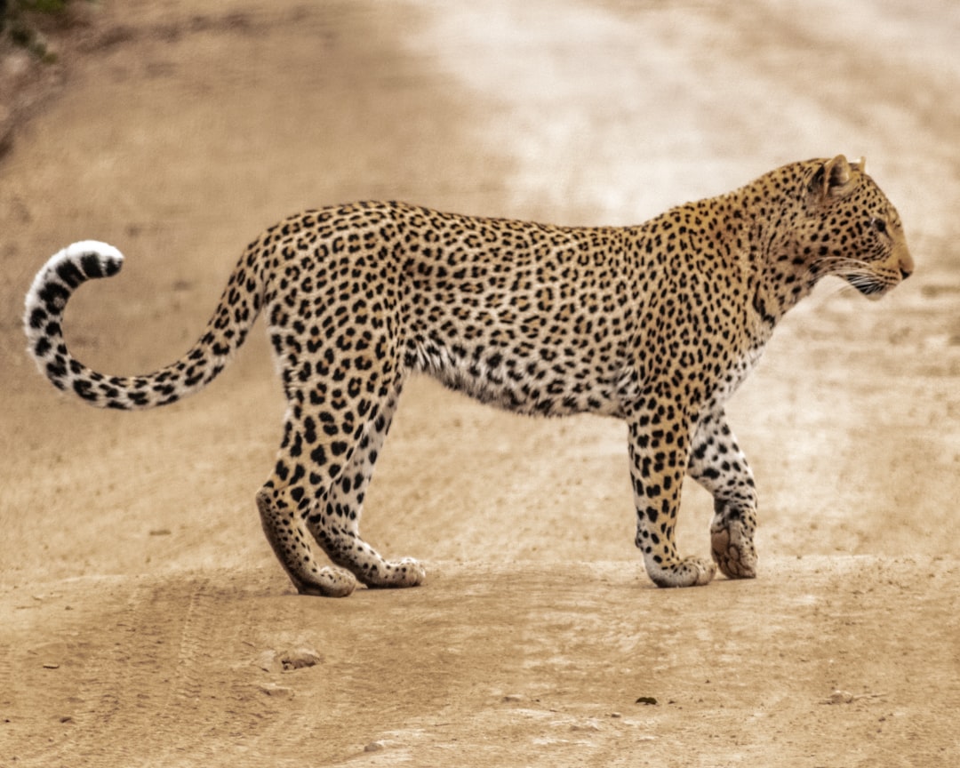  brown and black cheetah walking on brown sand during daytime leopard