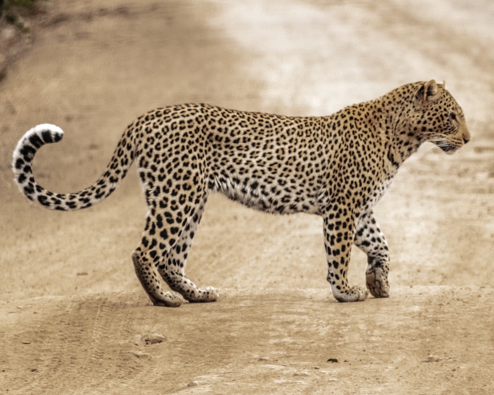 guépard brun et noir marchant sur le sable brun pendant la journée