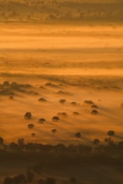 Golden hour light spilling over a misty forest landscape.