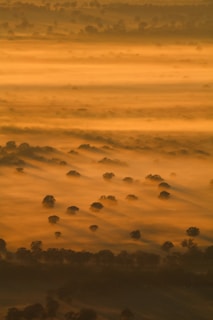 Golden hour light spilling over a misty forest landscape.