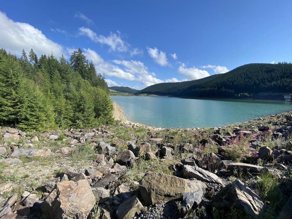 green trees near lake under blue sky during daytime