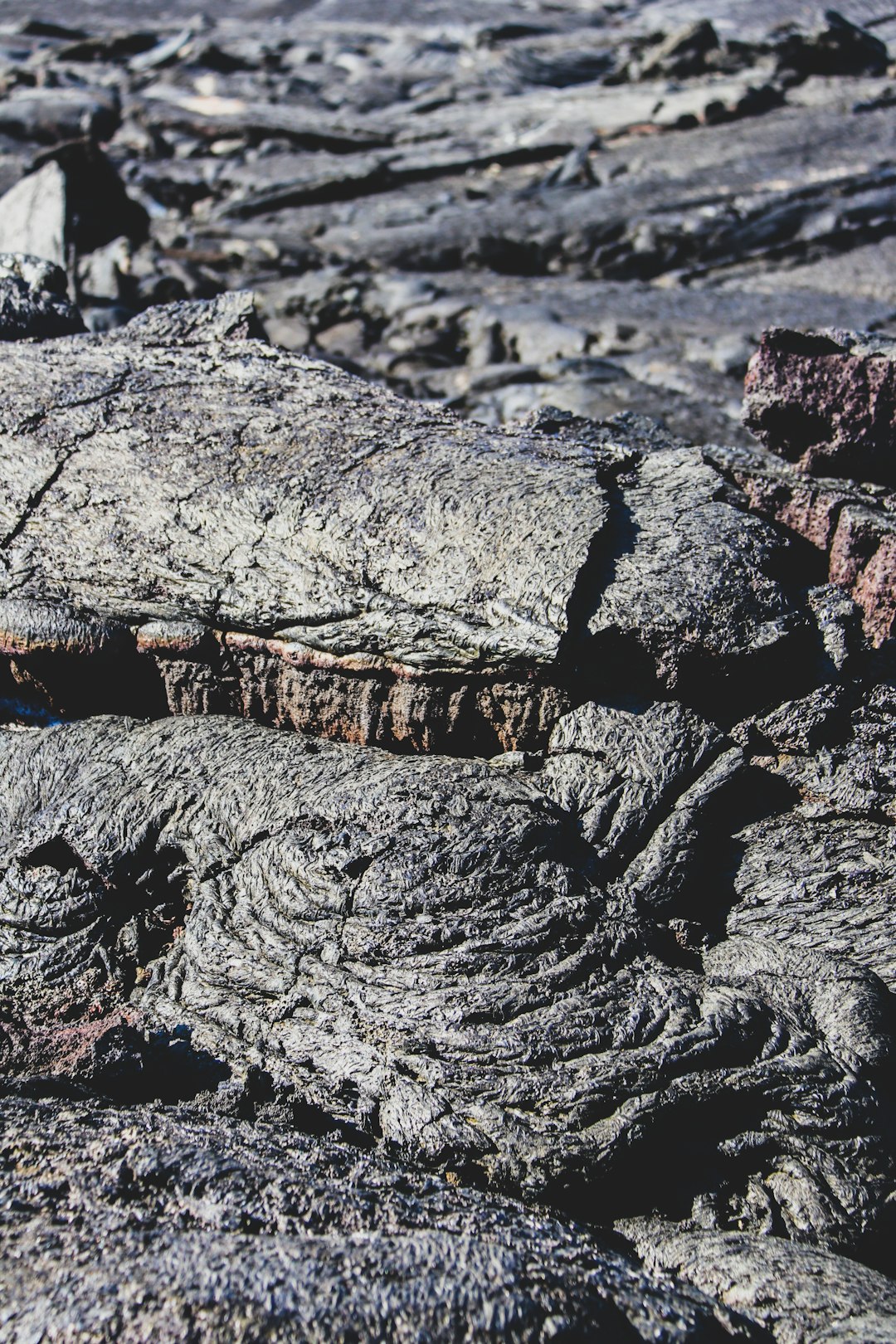 brown and black snake on brown rock