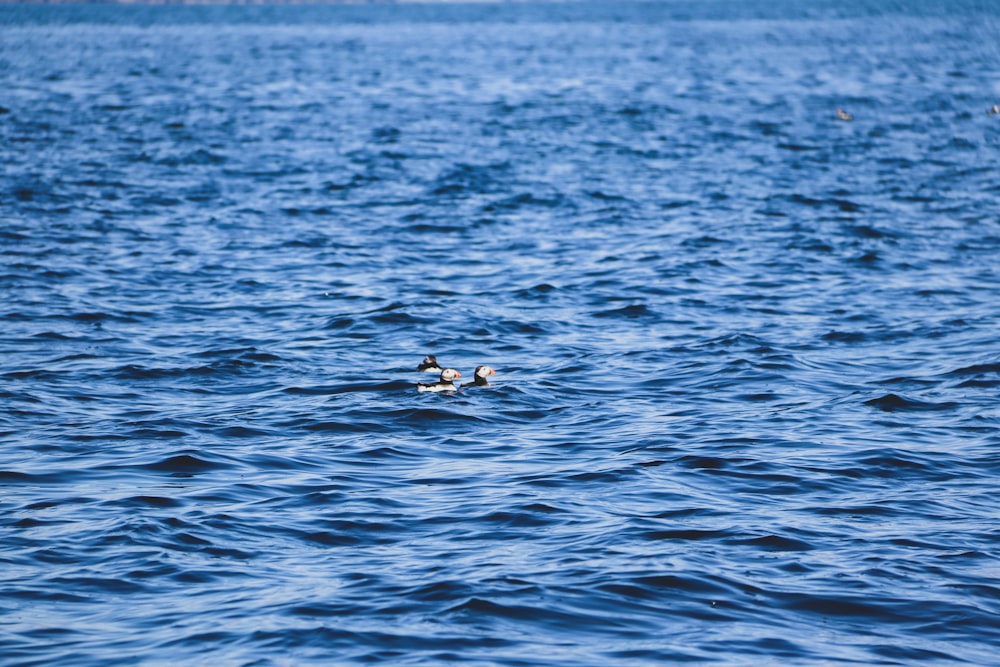 2 birds flying over the sea during daytime