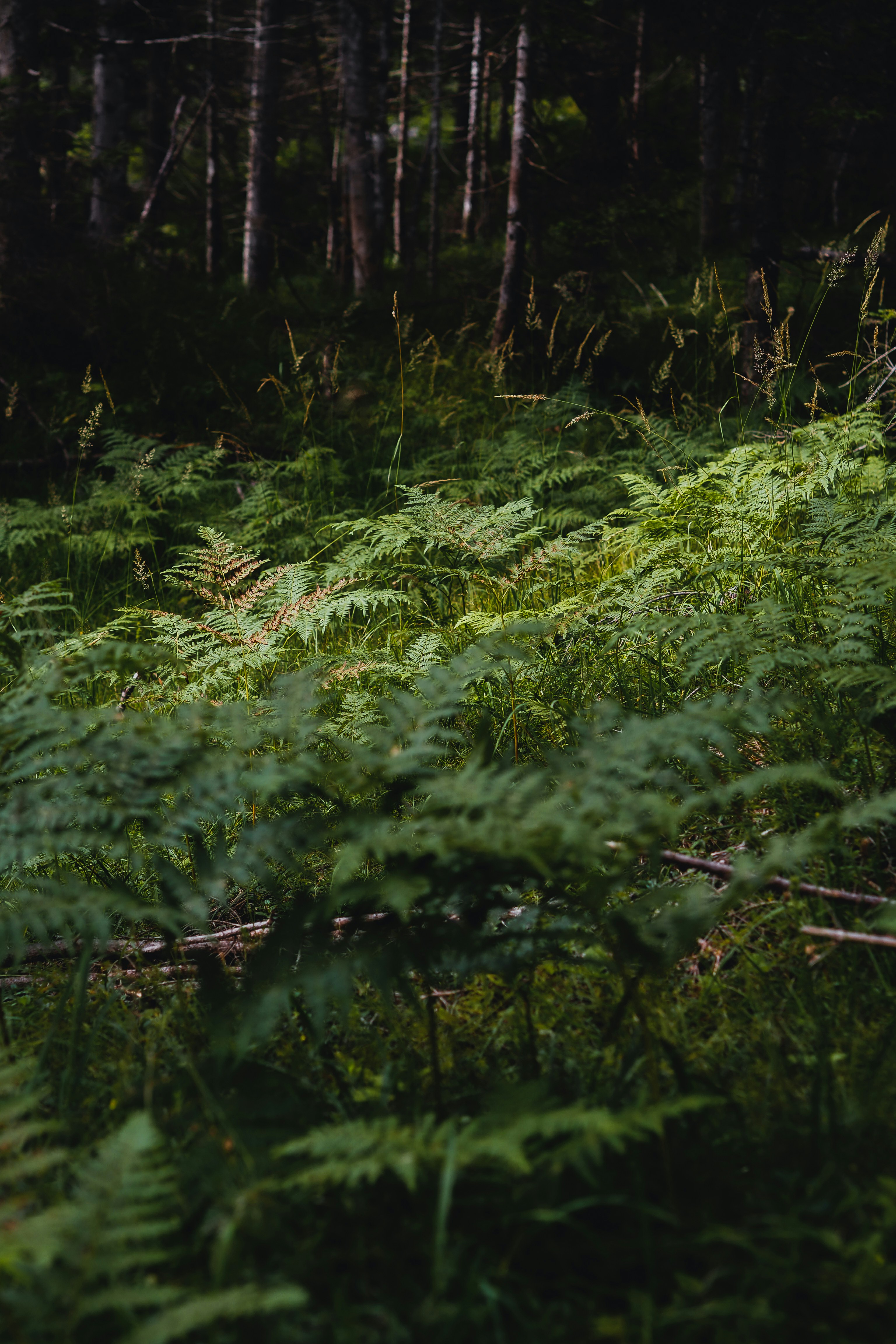 Photo by laurachouette