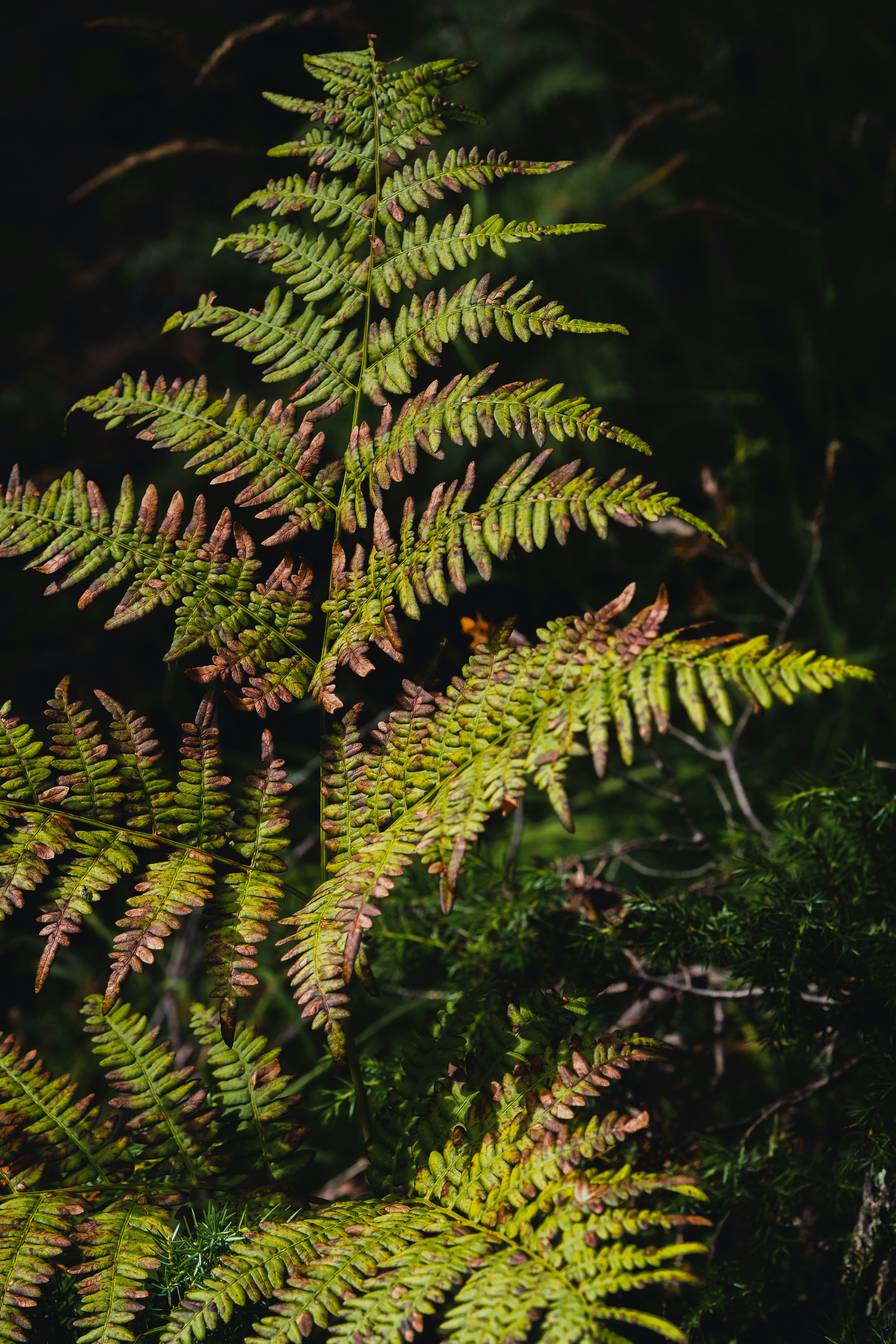 Photo by laurachouette