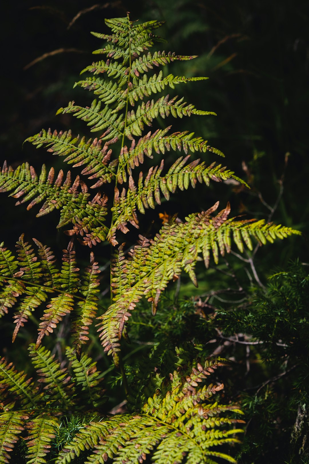 green fern plant in close up photography