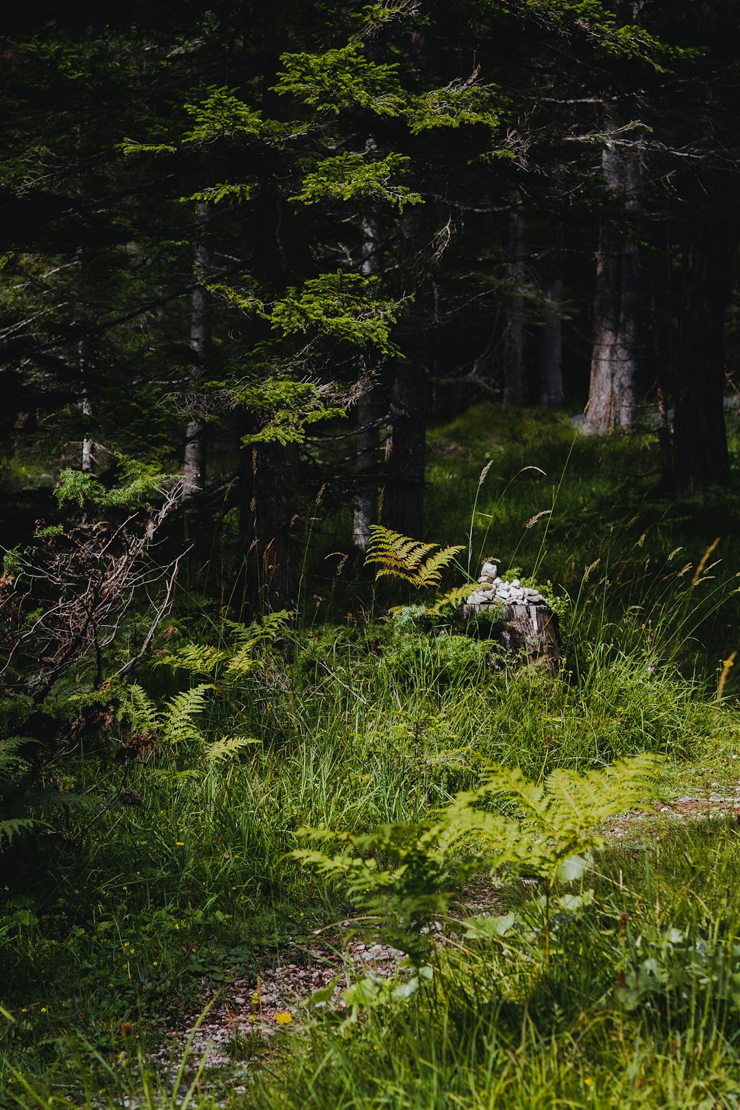 green grass and green trees