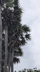 Tall, slender palm trees with dense clusters of spiky leaves near the tops are prominently featured against a cloudy sky. The trees are aligned vertically, allowing their textured trunks to be visible, with some greenery at the bottom.