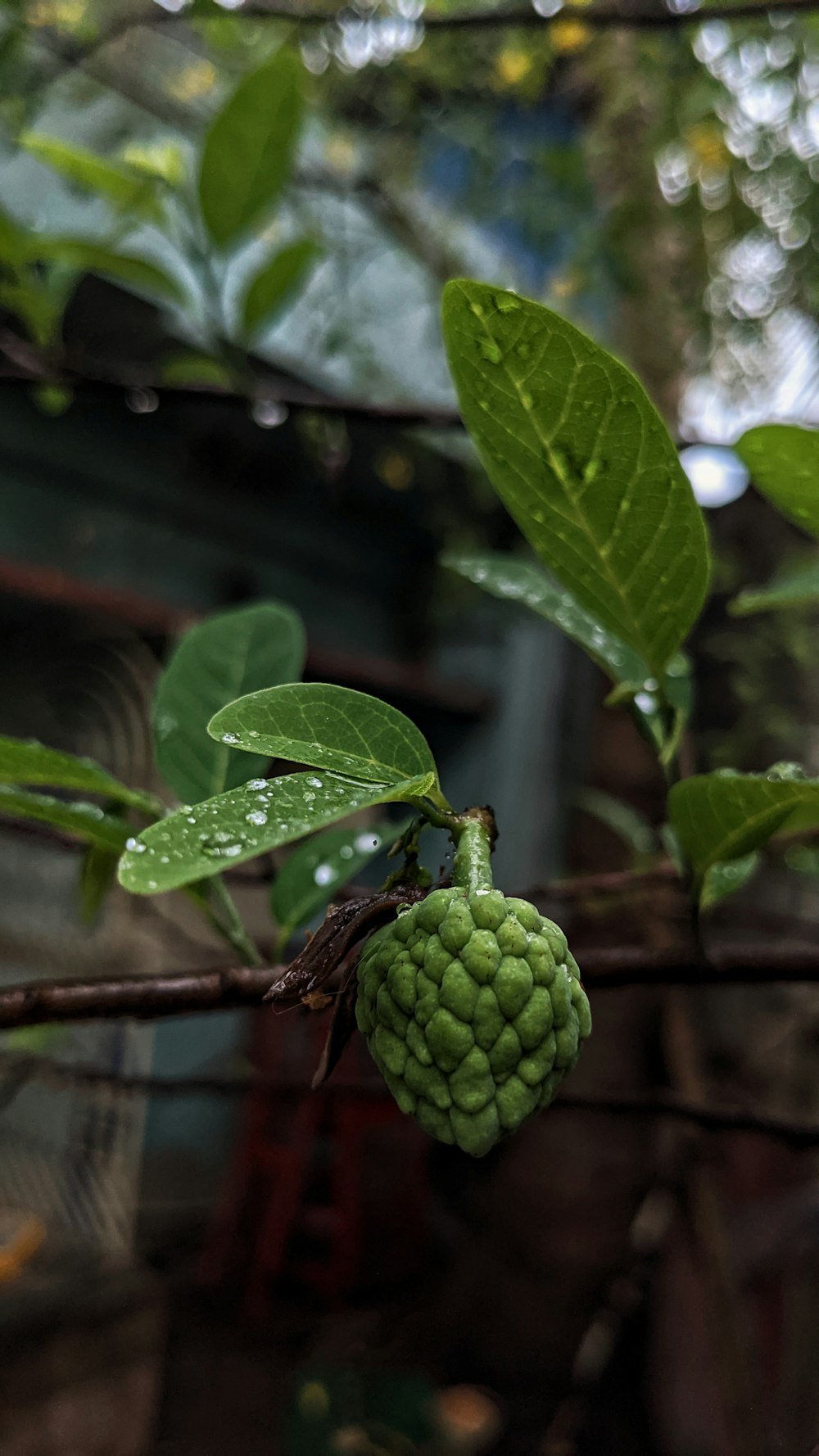 green fruit on brown stem