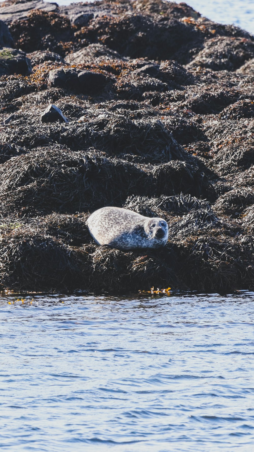 a seal laying on top of a pile of seaweed