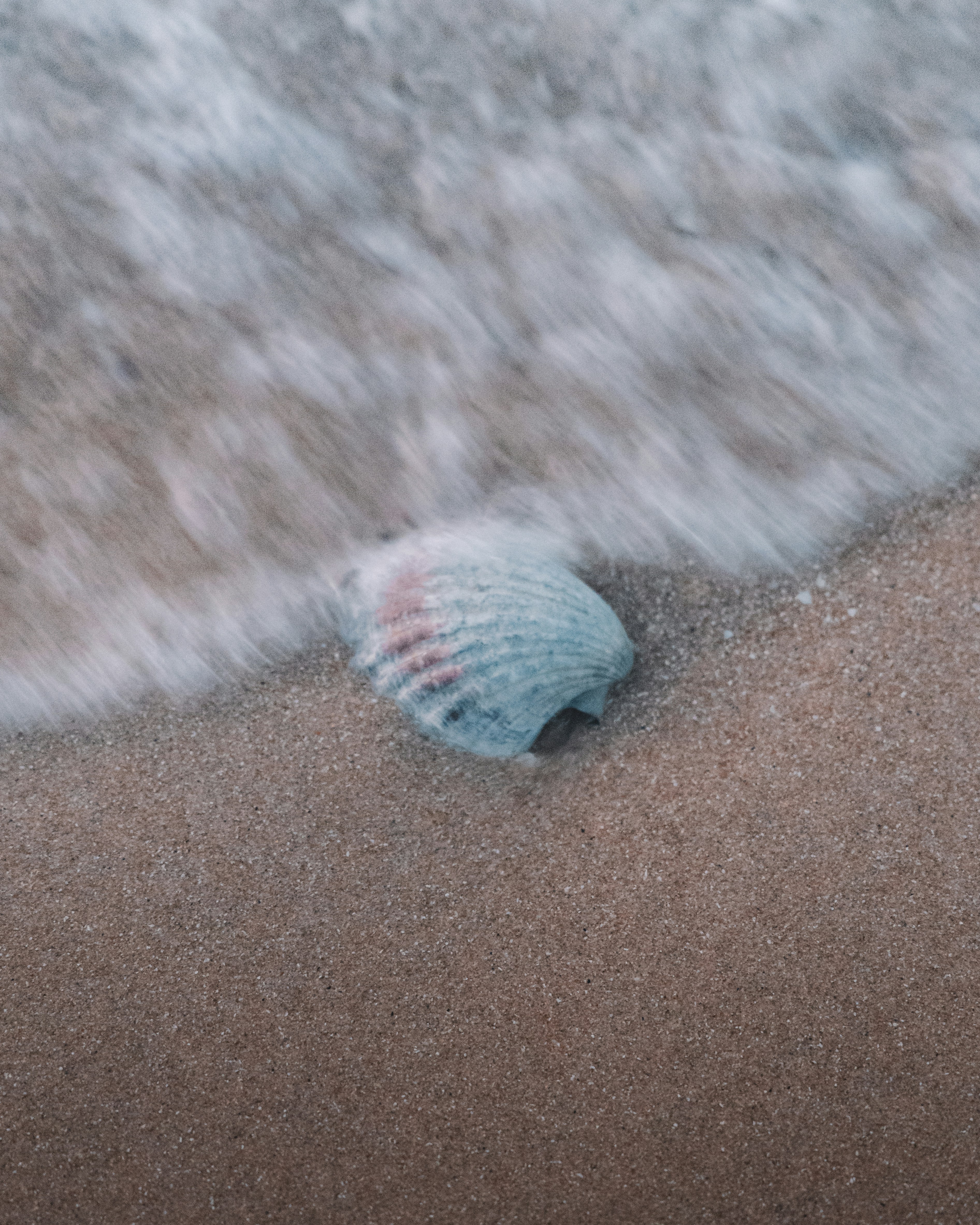 white and blue sea shell on brown sand