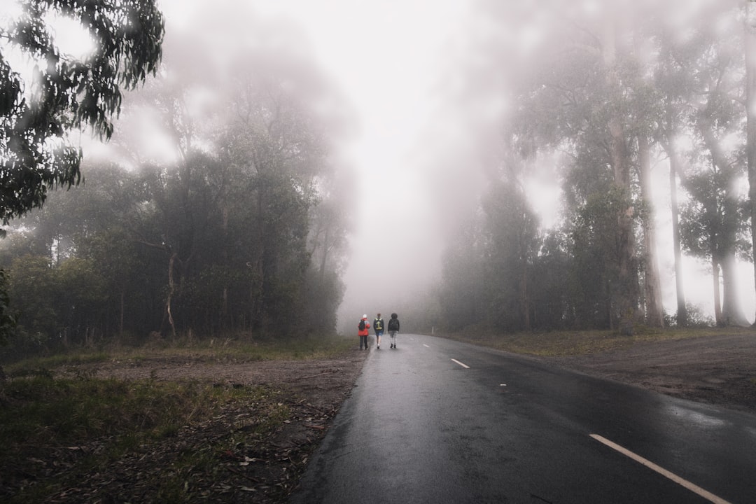 people walking on road during foggy weather