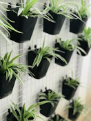 green plant in black pot