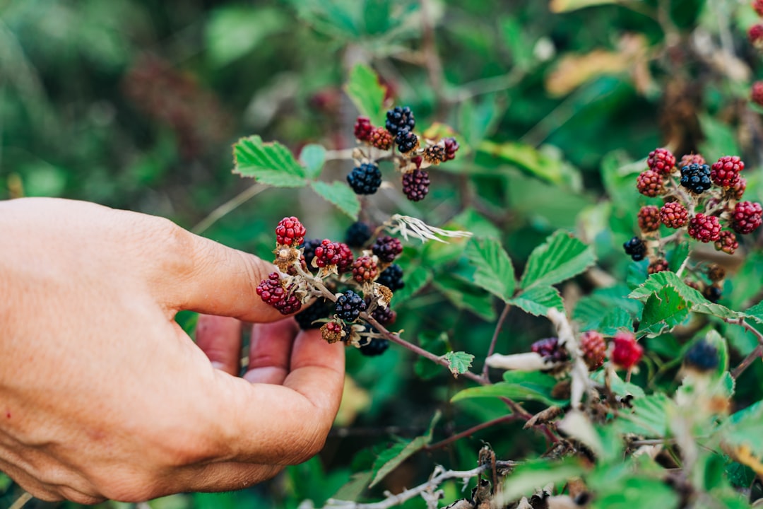 red and black round fruits