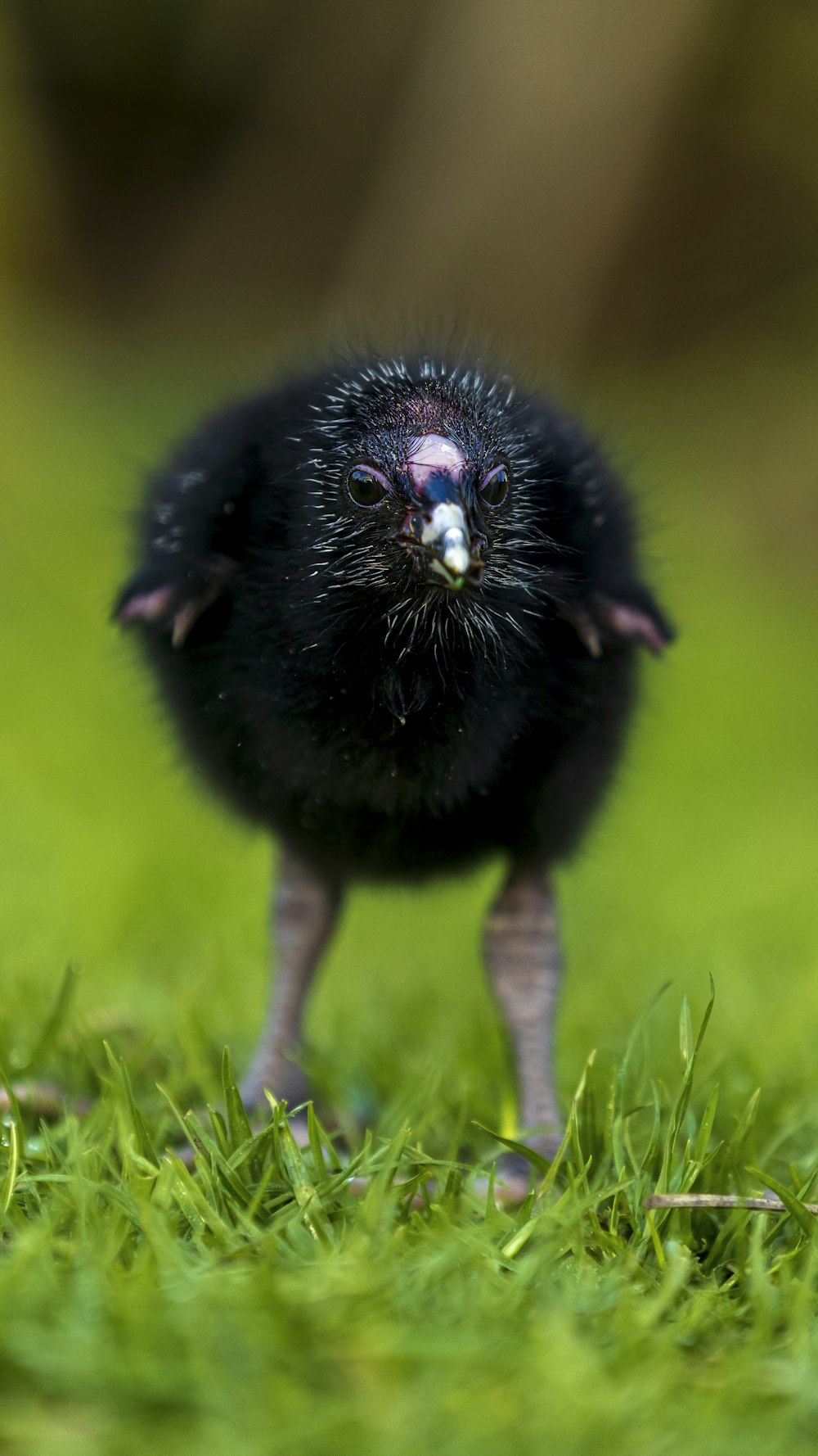 black bird on green grass during daytime