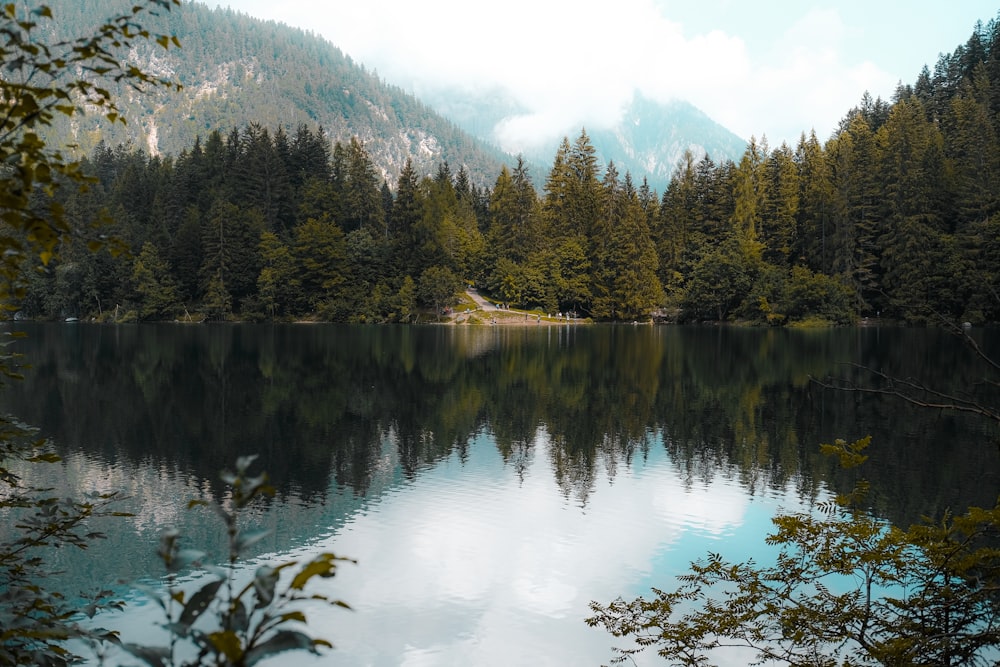 alberi verdi vicino al lago durante il giorno