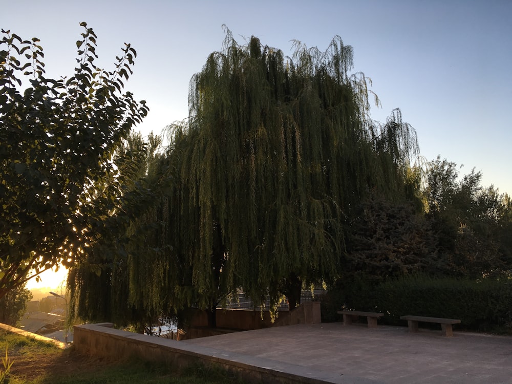 green trees near brown wooden bench during daytime