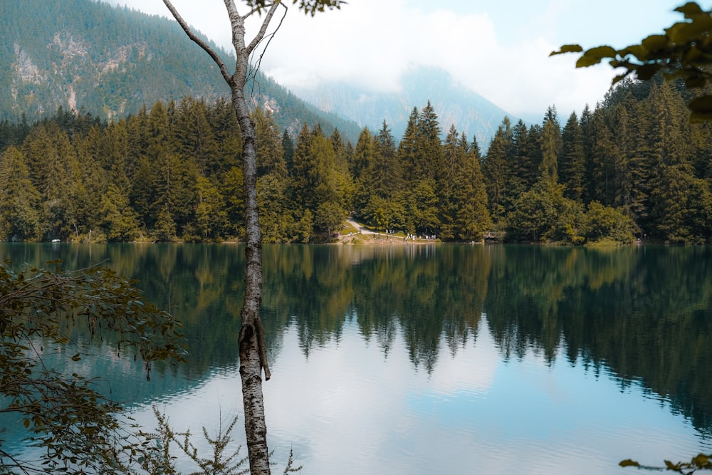 alberi verdi accanto al lago durante il giorno