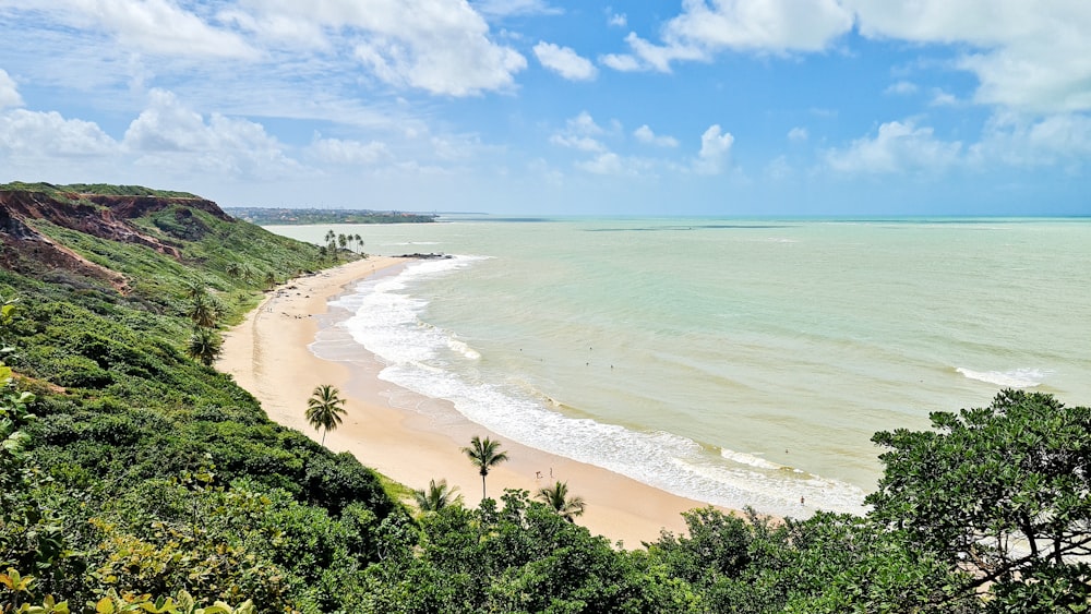 green trees on seashore during daytime