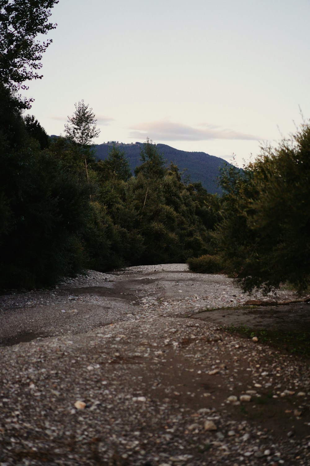 green trees on brown soil under white sky during daytime