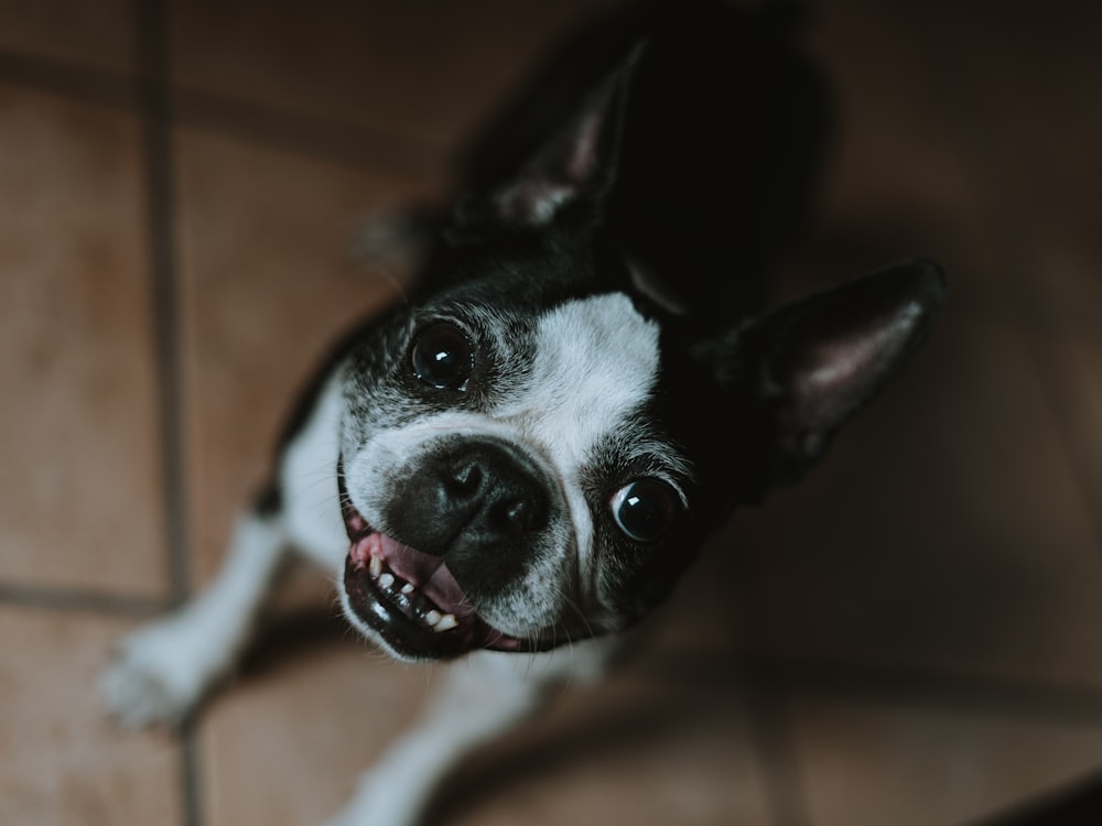 black and white short coat small dog