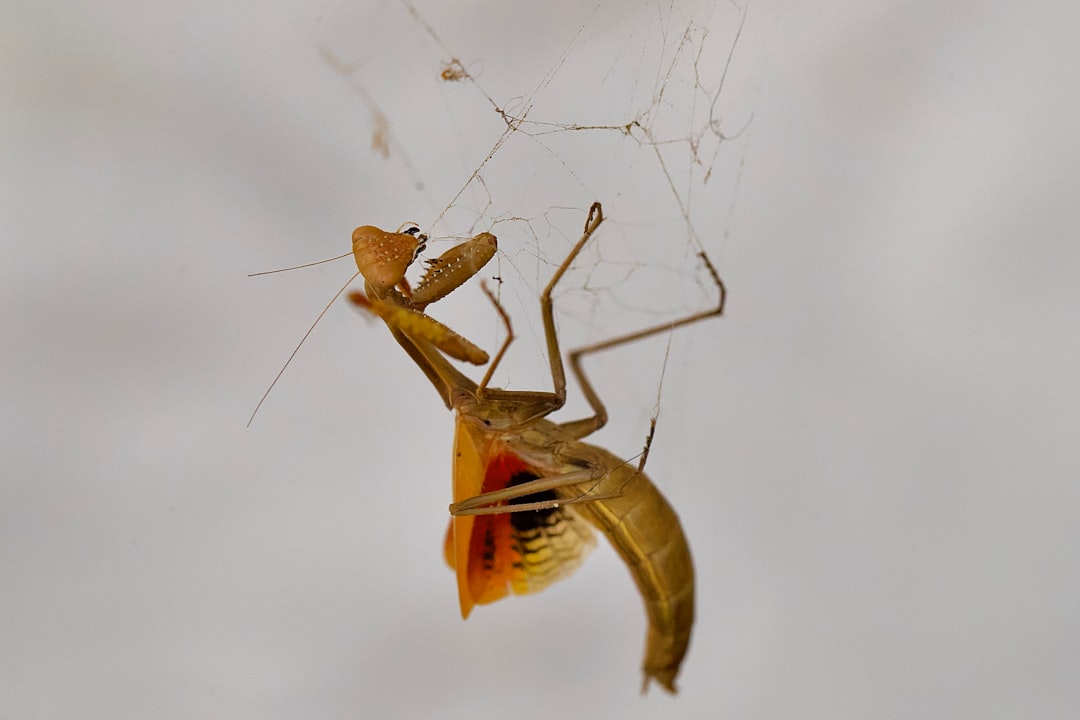 brown grasshopper on white surface