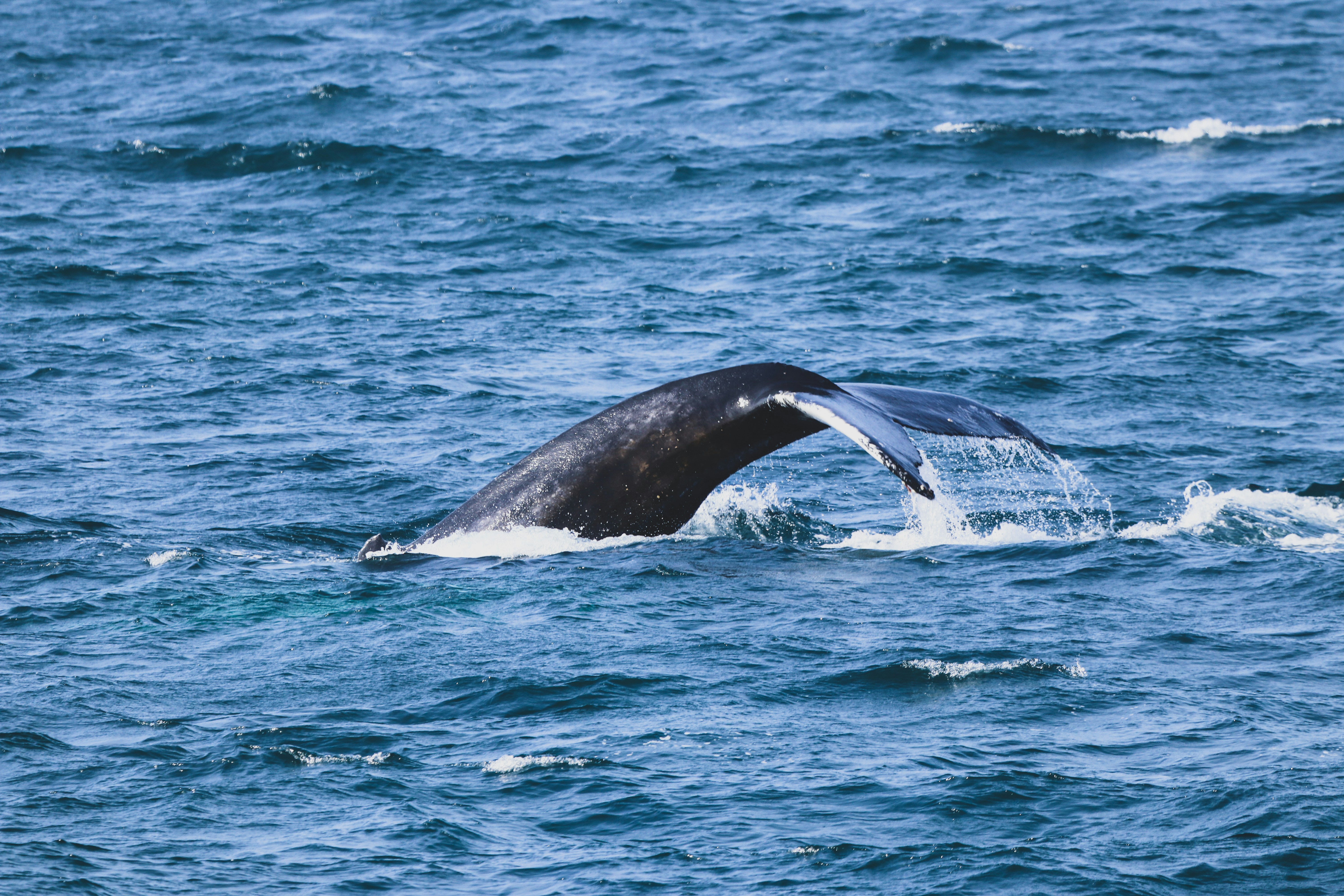 Akureyri – Food & Dining Culture