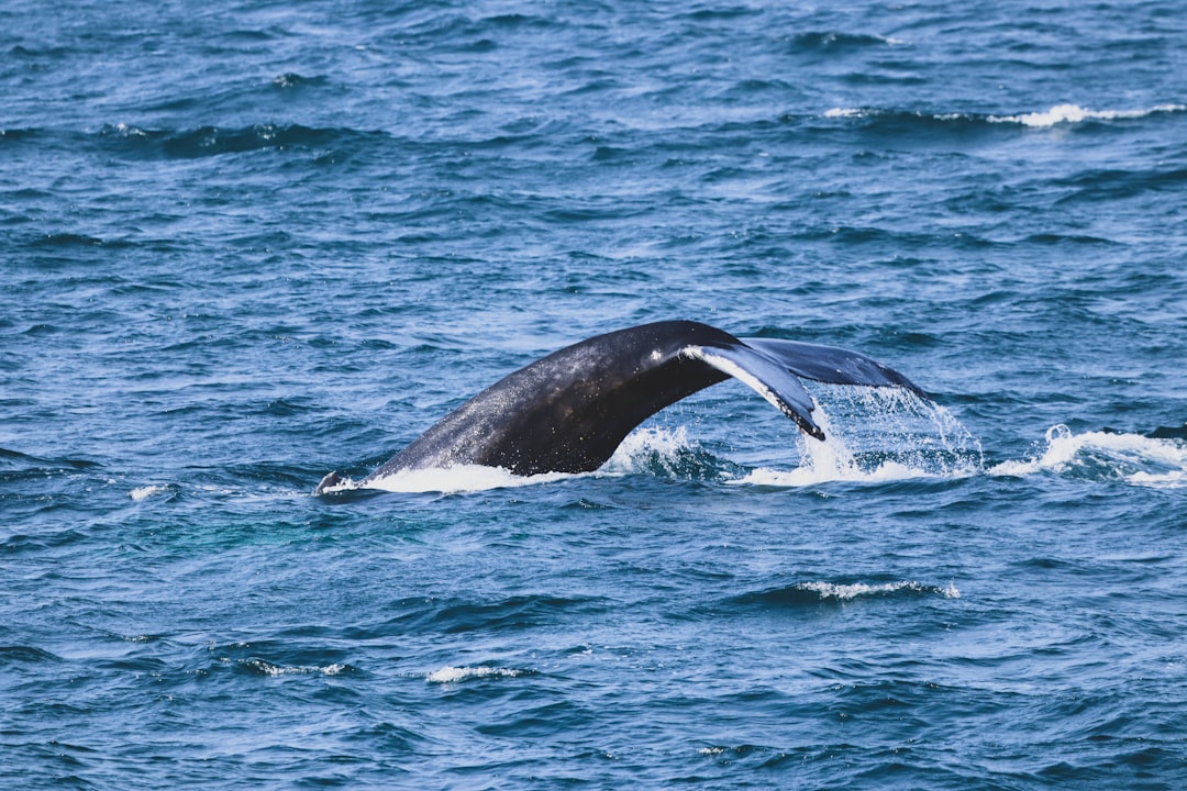 Humpback whale size comparison