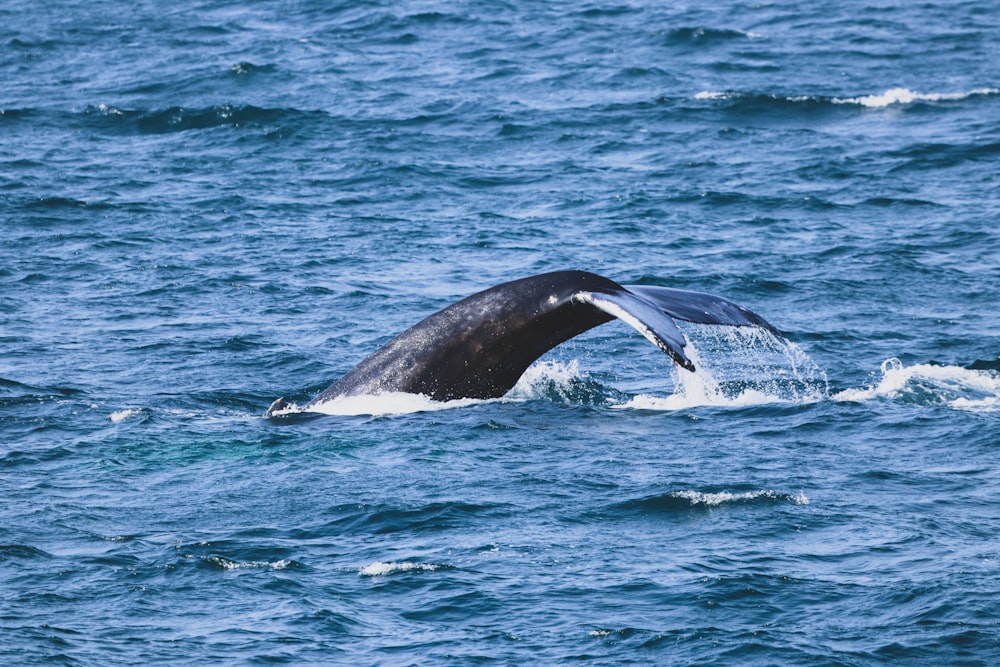Baleine noire sur la mer bleue pendant la journée