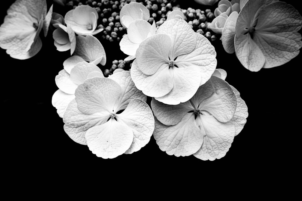 white and green flower petals