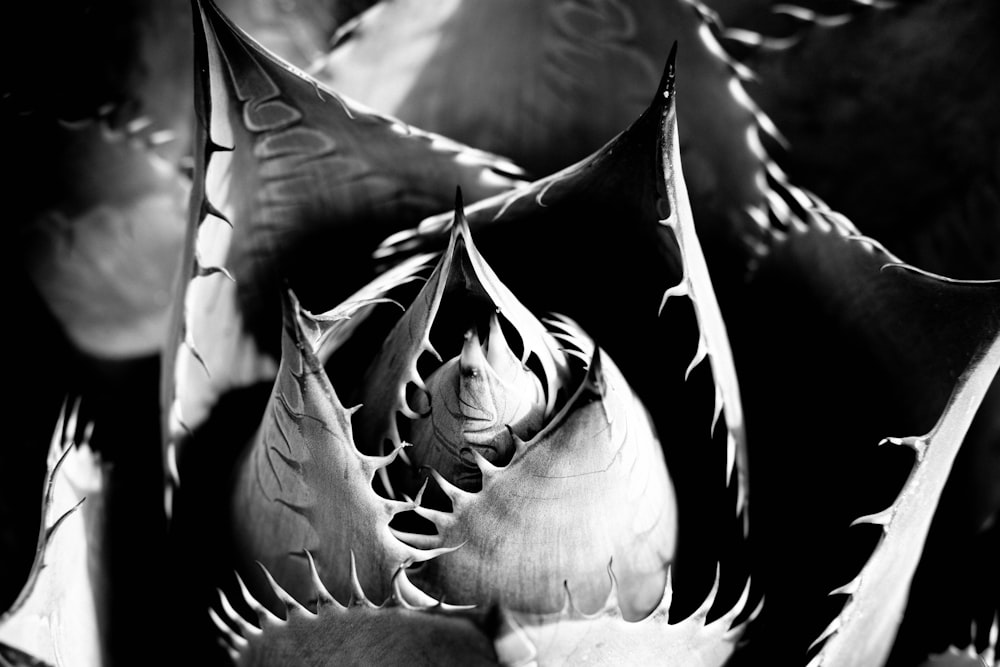 grayscale photo of flower bud