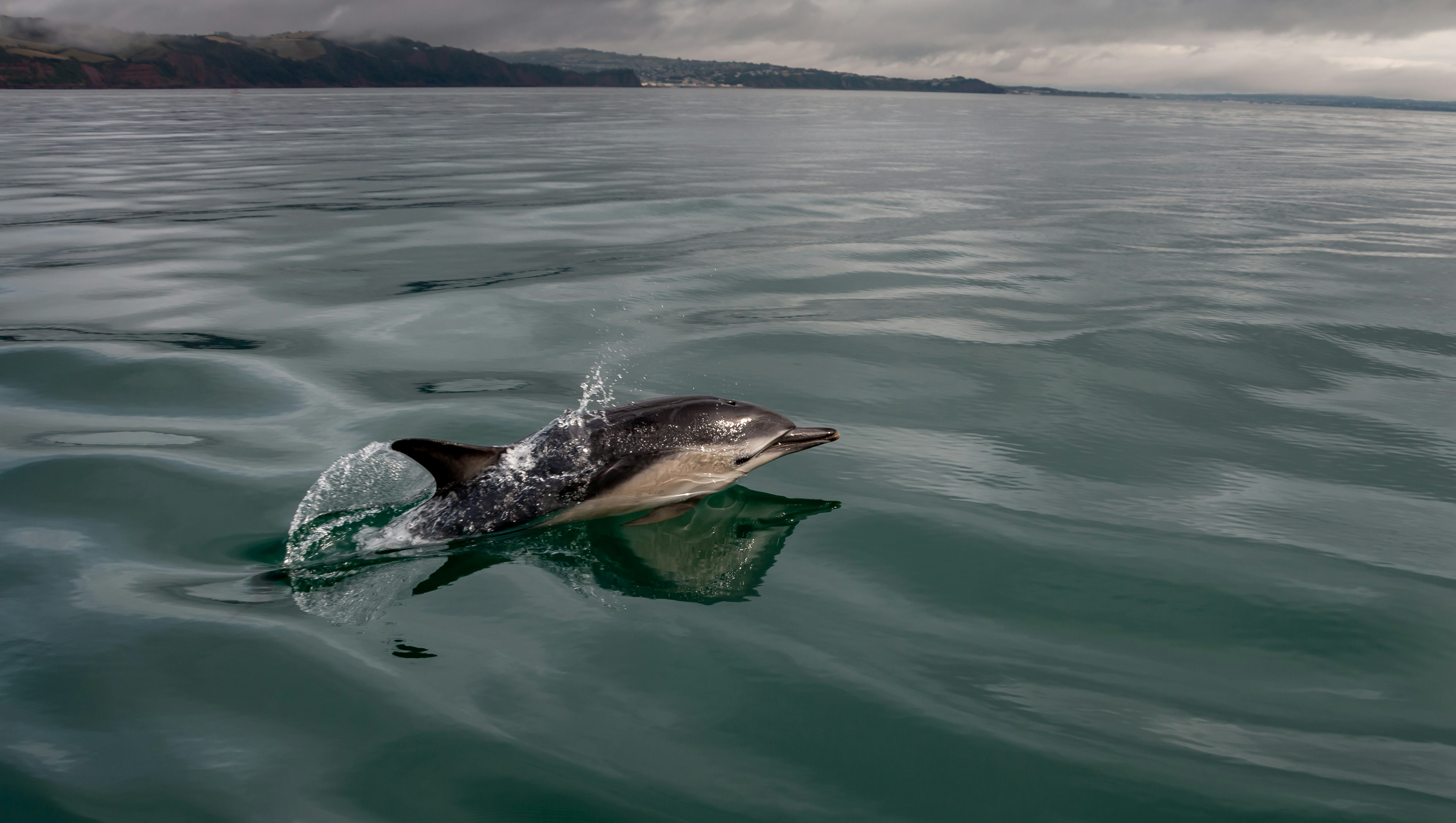Short-beaked Common Dolphin in Babbacombe Bat off Teignmouth, Devon